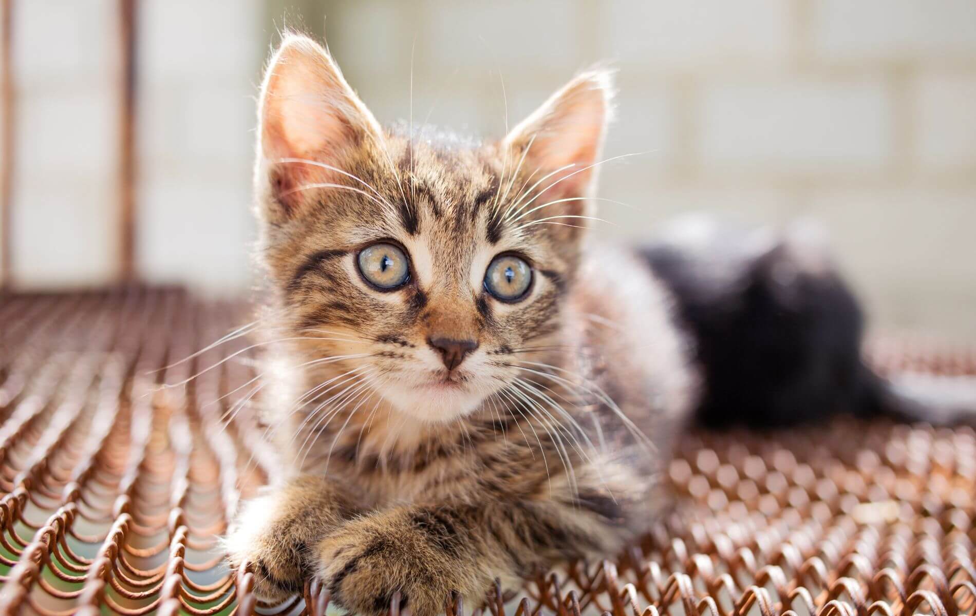 Vet Near Me Philadelphia, PA 19128 Rox Falls Vet