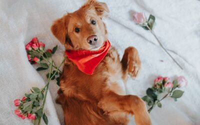 3 Pet-Safe Treats for Valentine’s Day