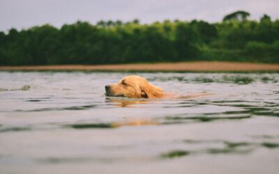 Five Tips for Safe Swimming Practices With Your Pet