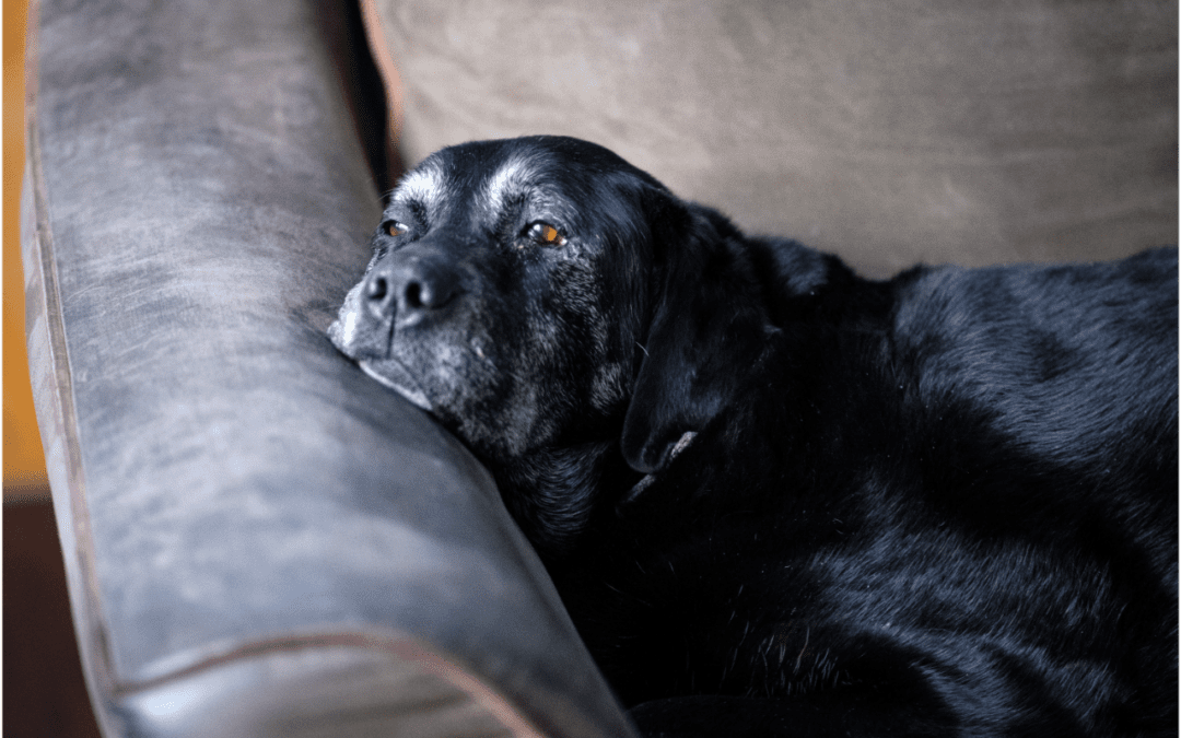 Black Labrador Retriever lying on the couch
