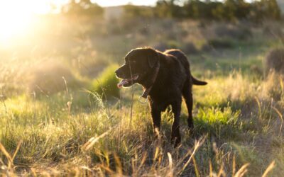 Protect Your Pooch: 5 Summer Safety Tips You Need to Know