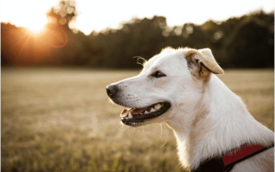 How Heartworm Prevention Works in Your Pet